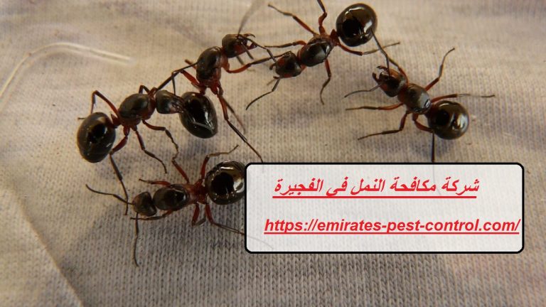 شركة مكافحة النمل في الفجيرة