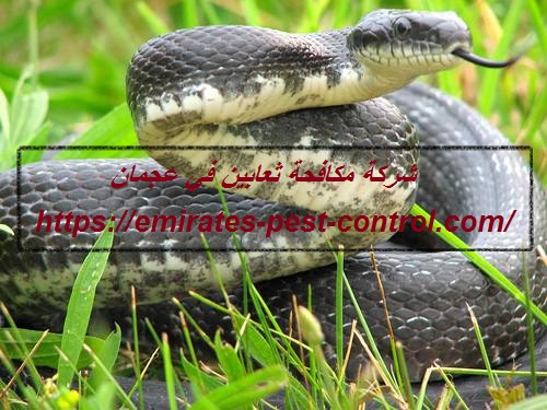 شركة مكافحة ثعابين في عجمان