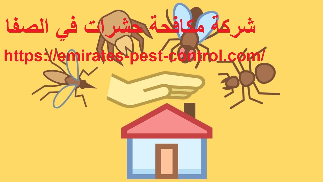 شركة مكافحة حشرات في الصفا دبي |0506311494| رش حشرات