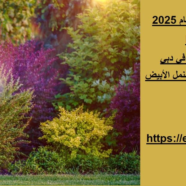 ما هي أفضل شركة مكافحة حشرات في دبي لعام 2025؟