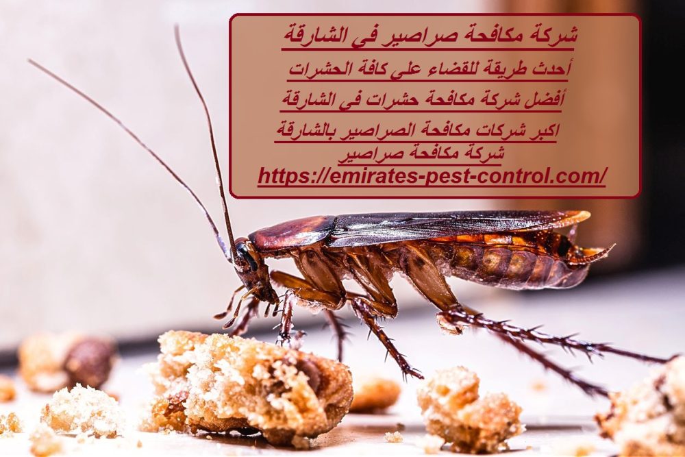 شركة مكافحة صراصير في الشارقة