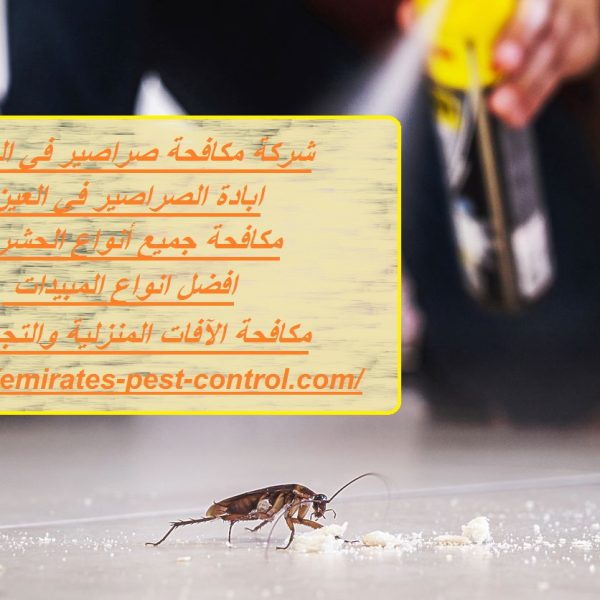 شركة مكافحة صراصير في العين