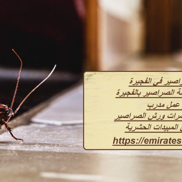 شركة مكافحة صراصير في الفجيرة