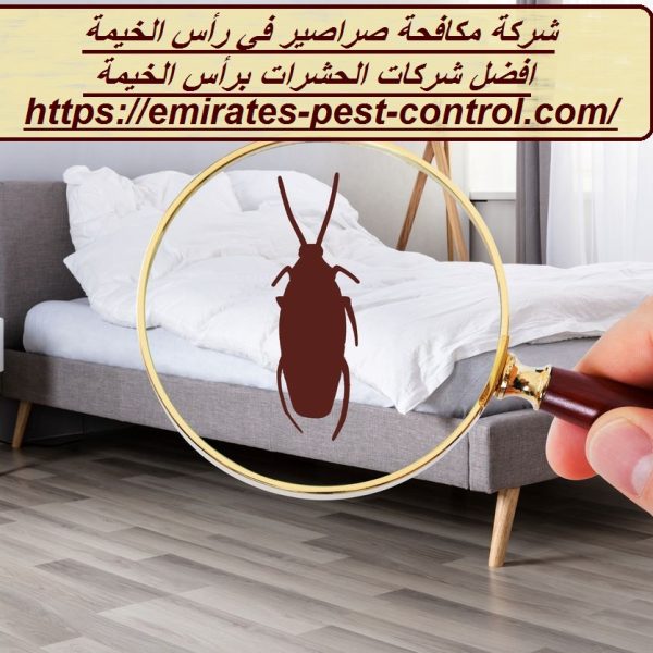 شركة مكافحة صراصير في رأس الخيمة