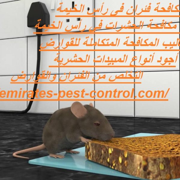 شركة مكافحة فئران فى رأس الخيمة