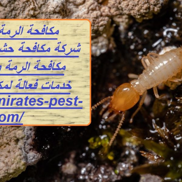 مكافحة الرمة في دبي