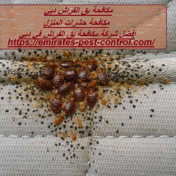 مكافحة بق الفراش دبي