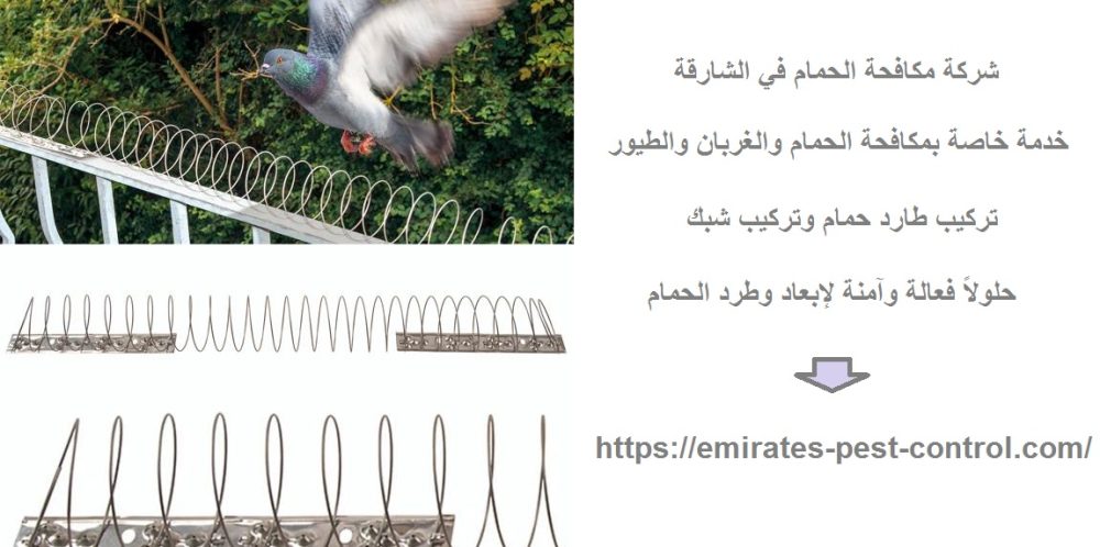 شركة مكافحة الحمام في الشارقة