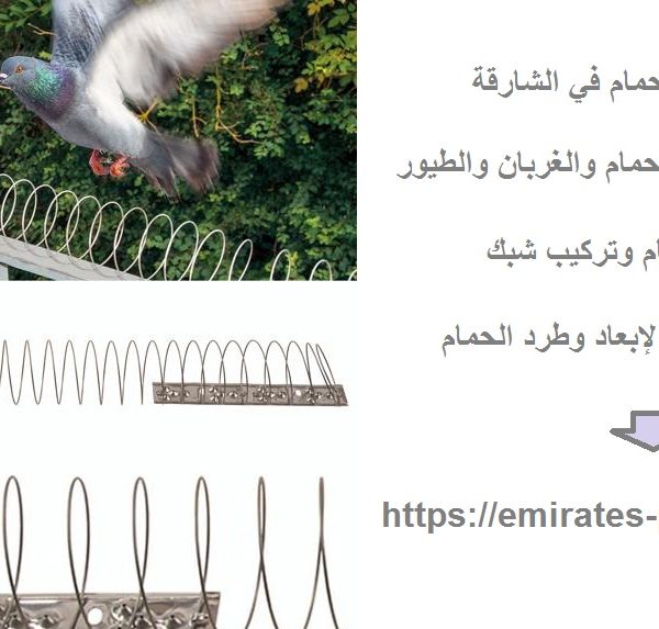 شركة مكافحة الحمام في الشارقة
