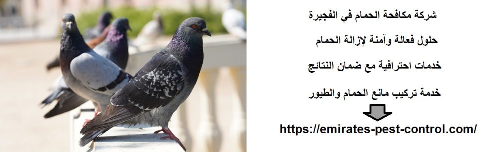 شركة مكافحة الحمام في الفجيرة