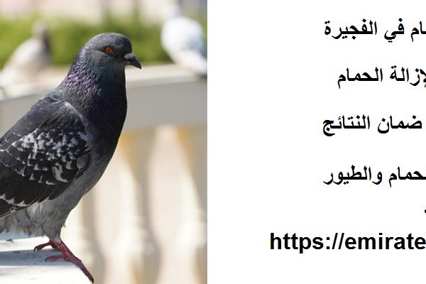 شركة مكافحة الحمام في الفجيرة