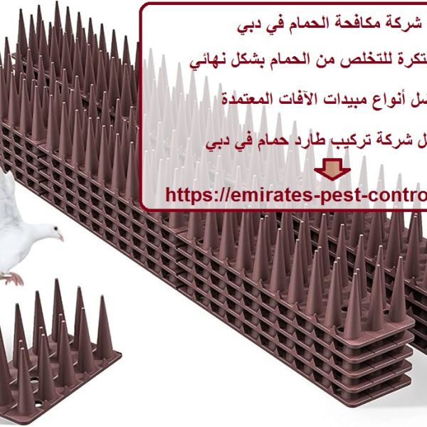 شركة مكافحة الحمام في دبي