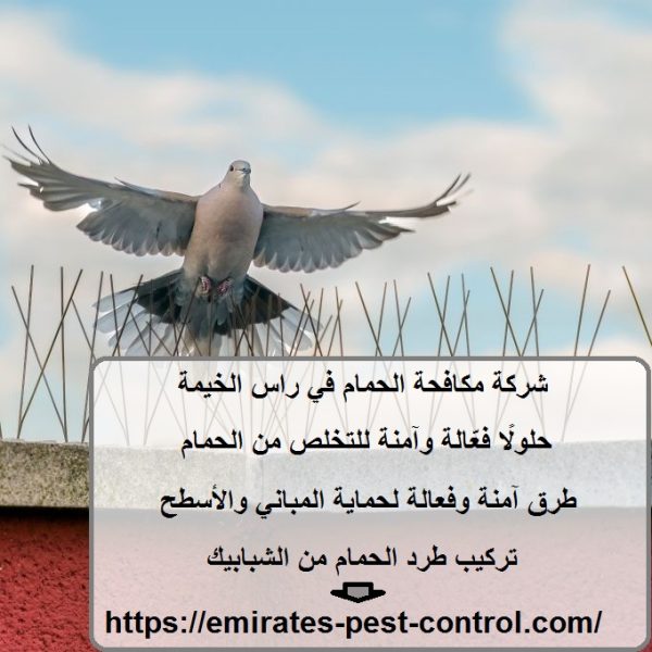 شركة مكافحة الحمام في راس الخيمة