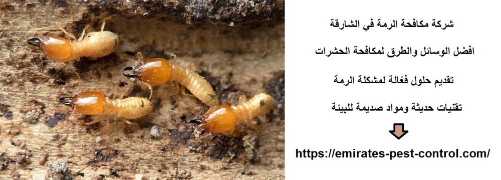 شركة مكافحة الرمة في الشارقة