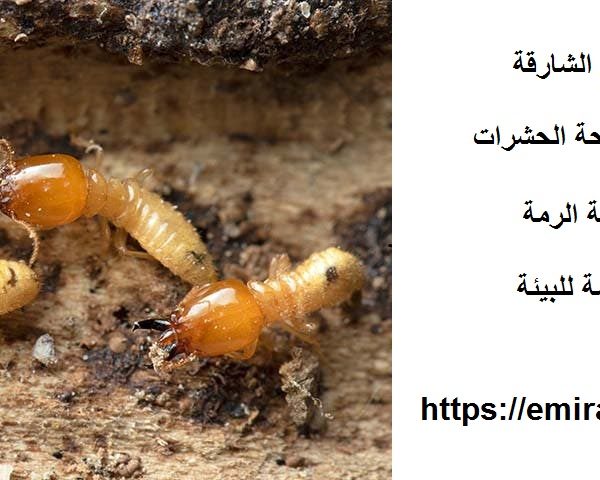 شركة مكافحة الرمة في الشارقة