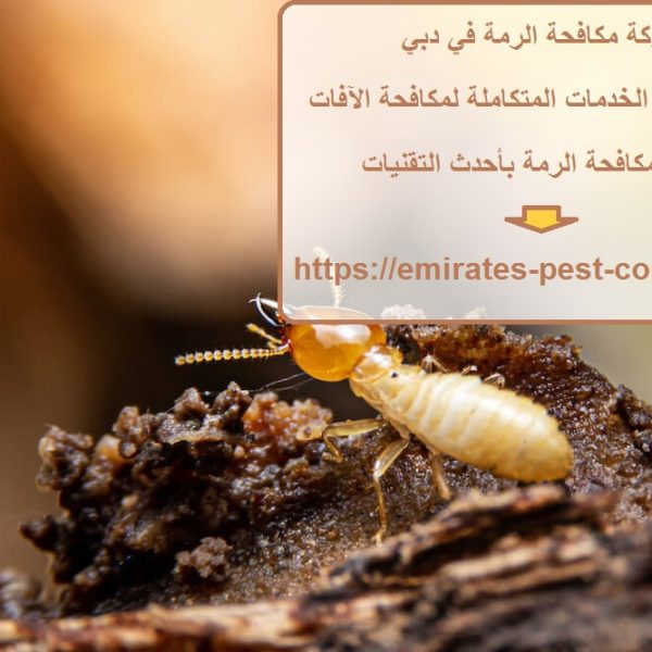 شركة مكافحة الرمة في دبي