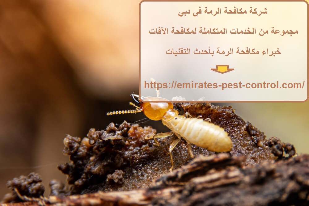 شركة مكافحة الرمة في دبي