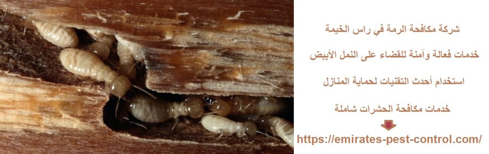 شركة مكافحة الرمة في راس الخيمة