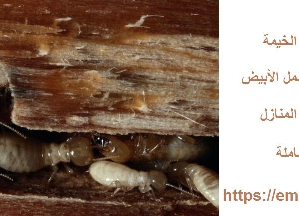 شركة مكافحة الرمة في راس الخيمة