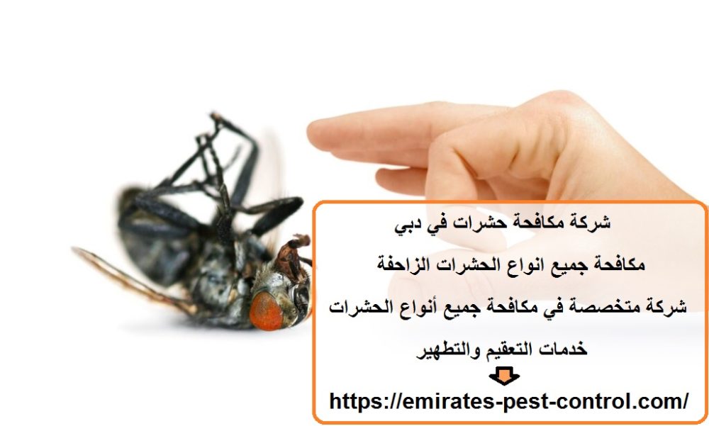 شركة مكافحة حشرات في دبي