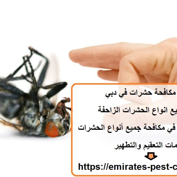 شركة مكافحة حشرات في دبي