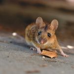 التخلص من الفئران في المنزل