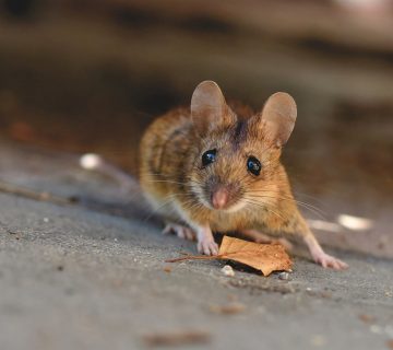 التخلص من الفئران في المنزل