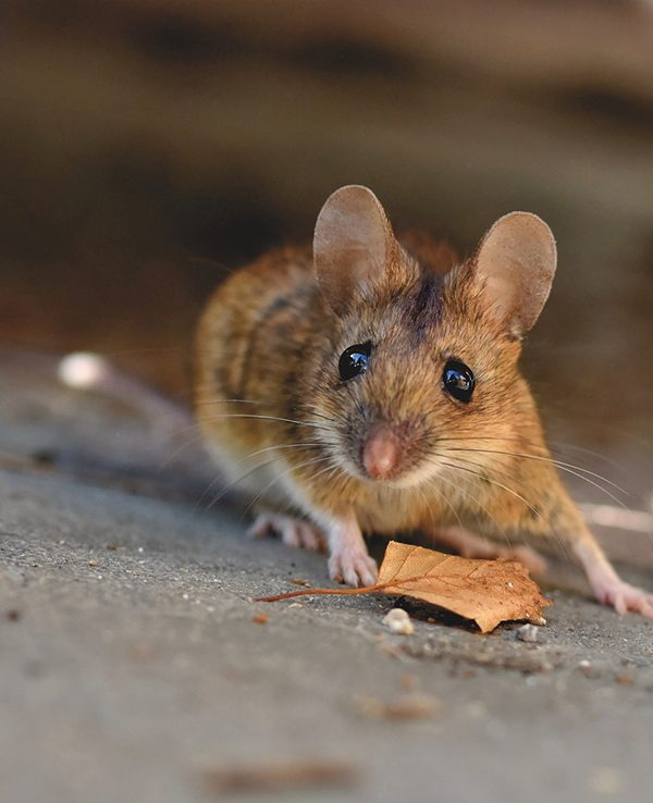 التخلص من الفئران في المنزل