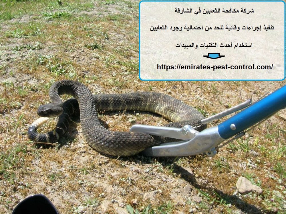 شركة مكافحة الثعابين في الشارقة