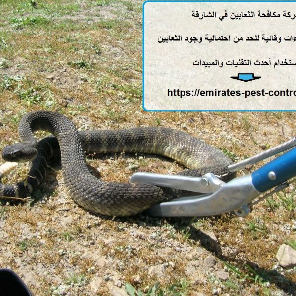 شركة مكافحة الثعابين في الشارقة