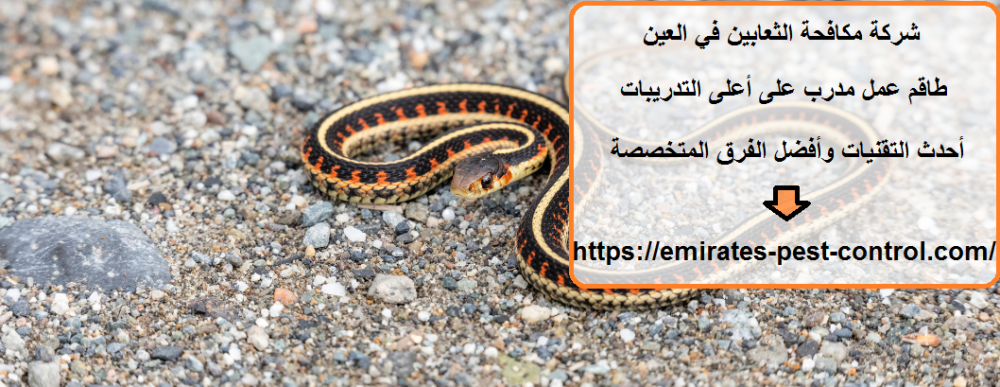 شركة مكافحة الثعابين في العين