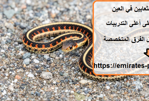 شركة مكافحة الثعابين في العين