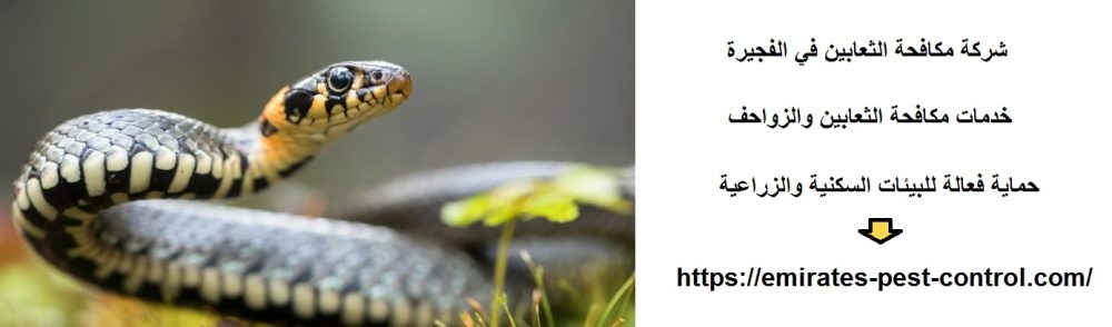 شركة مكافحة الثعابين في الفجيرة