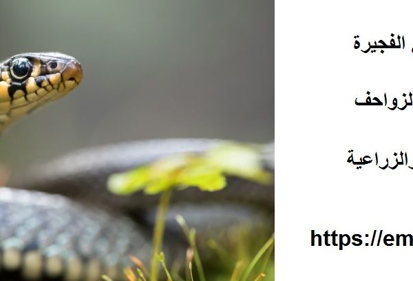 شركة مكافحة الثعابين في الفجيرة
