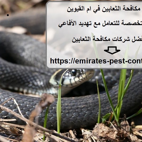 شركة مكافحة الثعابين في ام القيوين