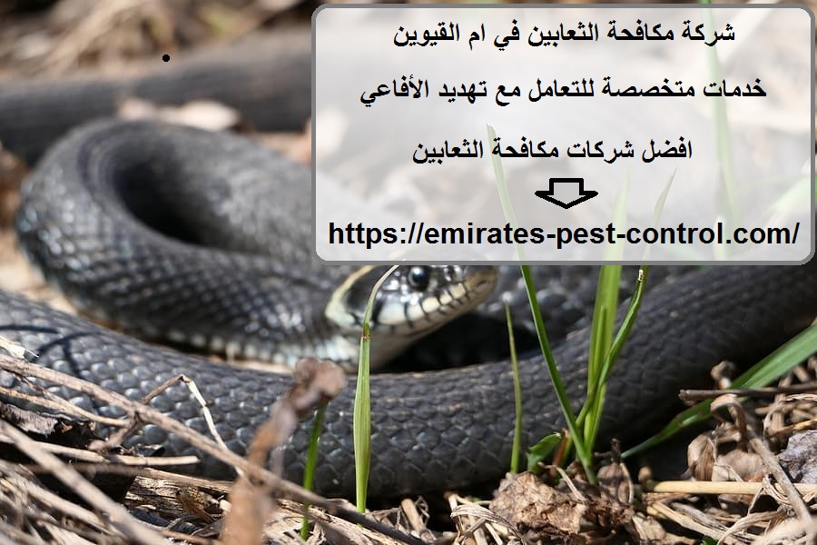 شركة مكافحة الثعابين في ام القيوين