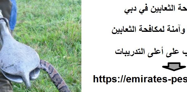 شركة مكافحة الثعابين في دبي