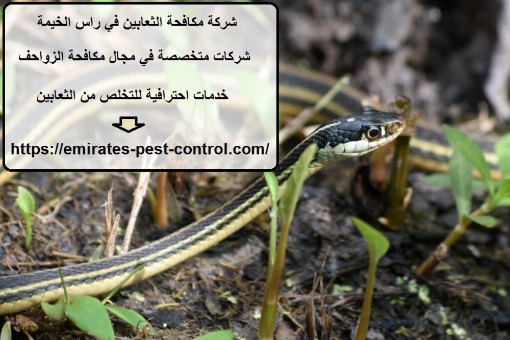 شركة مكافحة الثعابين في راس الخيمة
