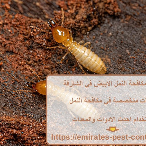 شركة مكافحة النمل الابيض في الشارقة