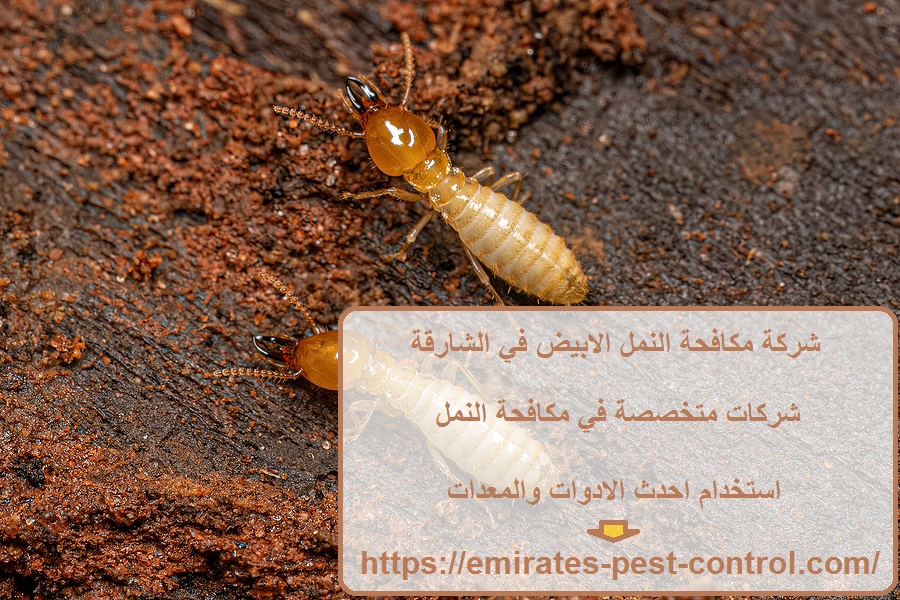 شركة مكافحة النمل الابيض في الشارقة