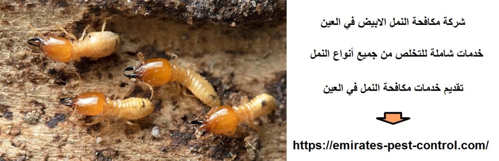 شركة مكافحة النمل الابيض في العين