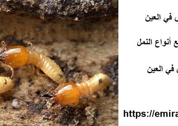 شركة مكافحة النمل الابيض في العين