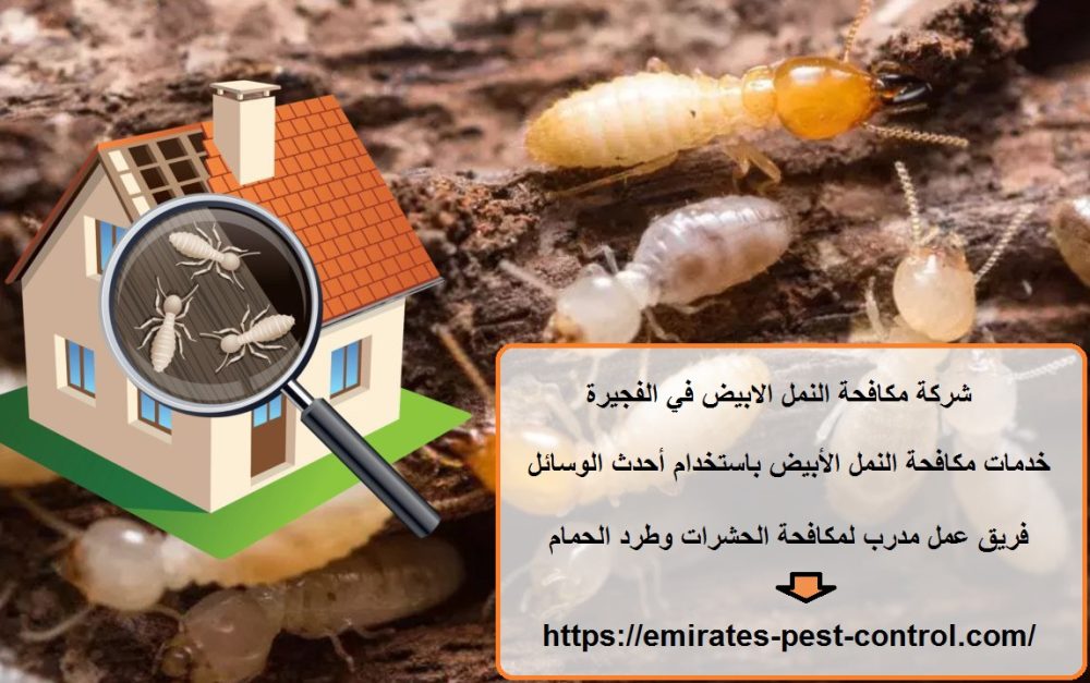 شركة مكافحة النمل الابيض في الفجيرة