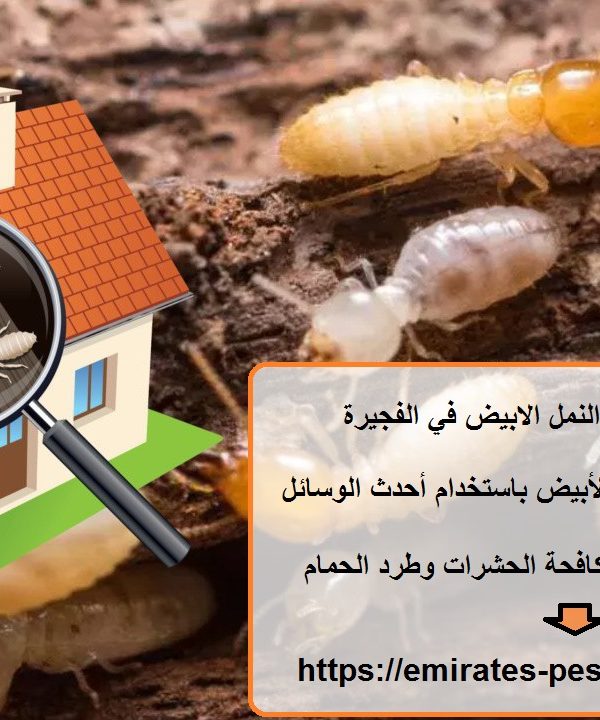 شركة مكافحة النمل الابيض في الفجيرة