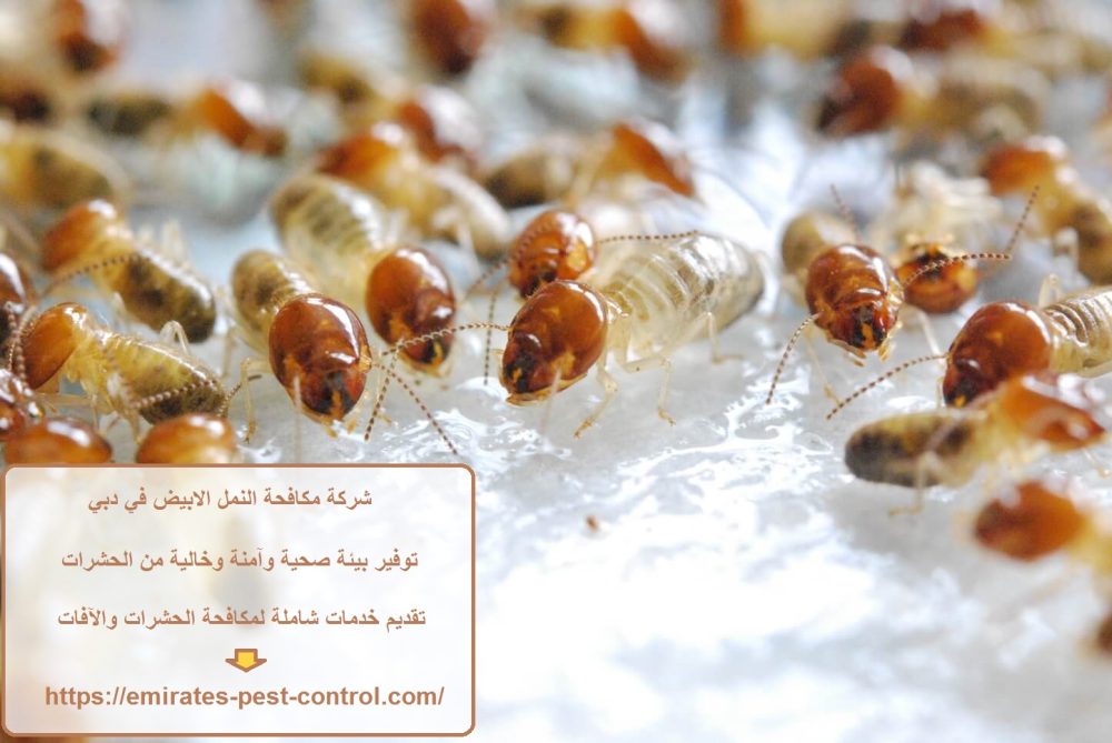 شركة مكافحة النمل الابيض في دبي