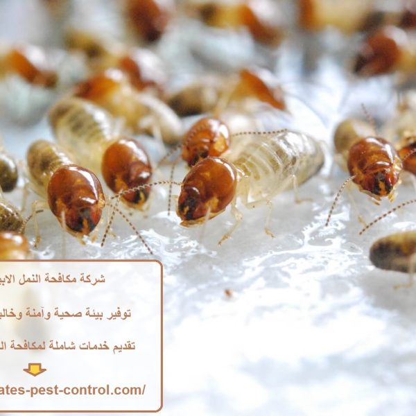 شركة مكافحة النمل الابيض في دبي