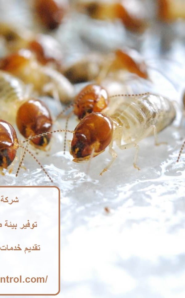 شركة مكافحة النمل الابيض في دبي