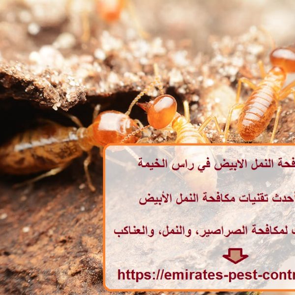 شركة مكافحة النمل الابيض في راس الخيمة
