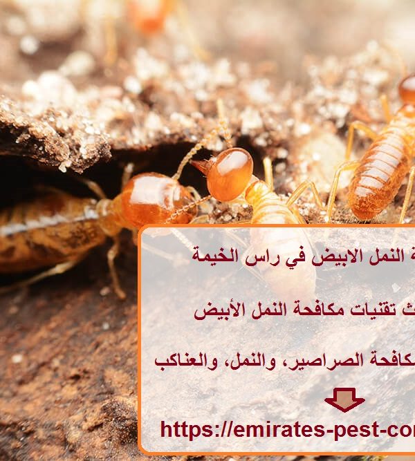 شركة مكافحة النمل الابيض في راس الخيمة