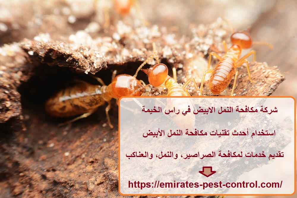 شركة مكافحة النمل الابيض في راس الخيمة